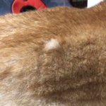 換毛期の柴犬はんぱねえ!抜ける毛の量が他の犬の感じとなんか違うwｗ