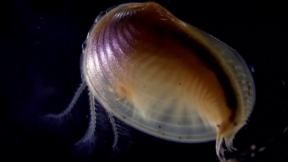 ごうぎ しげる A Twitter カイエビ Caenestheriella Gifuensis オスの把握器などのクローズアップ動画 Hd動画 T Co X1sdpd2thp ごうぎ しげる A Twitter カイエビ Caenestheriella Gifuensis オスの把握器などのクローズアップ動画 Hd動画 T Co X1sdpd2thp