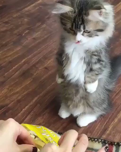 餌が欲しすぎて二足歩行になる？w餌の欲しい猫の二本足で立つ姿が可愛すぎるw
