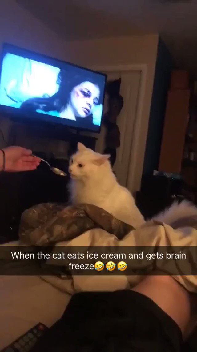 “Kitty experiencing his first ever brain freeze https://t.co/ITvC18slba” .