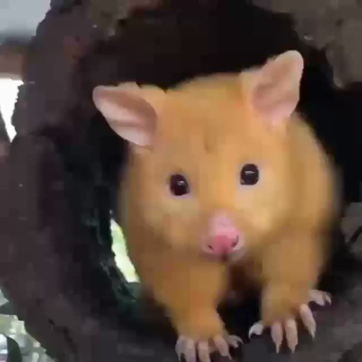 Dick King Smith Hq Golden Brushtail Possum Mother And Baby The Unusual Colour Is A Genetic Mutation Of The Common Brushtail Possum That Results In Low Levels Of Melanin In Their