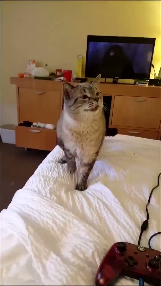 花粉症のおっさんかな？猫がクシャミをする一部始終が人間味があり過ぎるｗｗｗ
