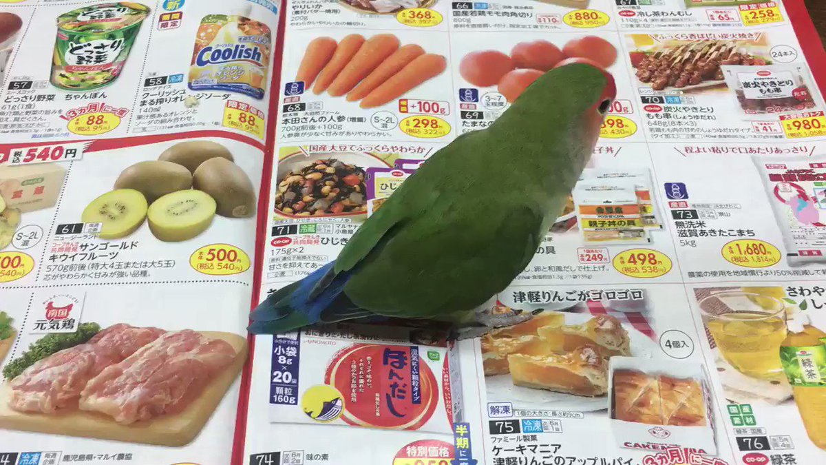 雑誌見せてくれねえw雑誌の上でまったくページをめくらせてくれないインコw