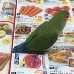 雑誌見せてくれねえw雑誌の上でまったくページをめくらせてくれないインコw