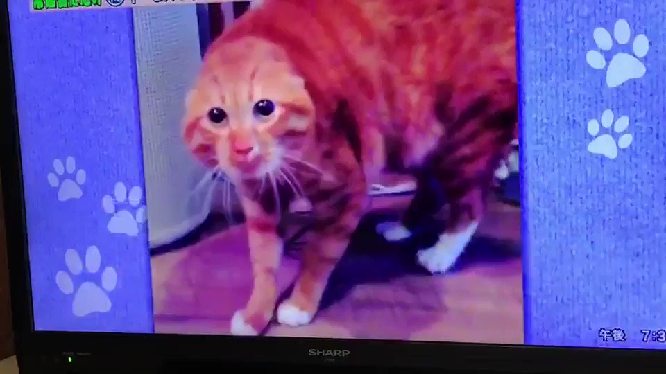 @ogiharuu0027s video Tweet