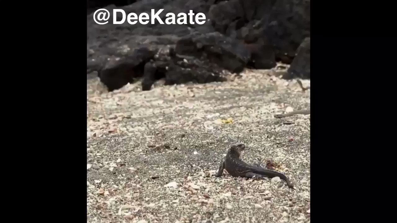 Dee Kaate on Twitter: Dee Kaate on Twitter: