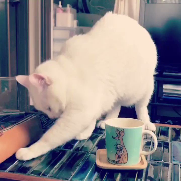 コーヒーをみつけると念入りに嗅ぎながら幻の砂をかける猫さんに うちの子もやる の声続出 Togetter コーヒーをみつけると念入りに嗅ぎながら幻の砂をかける猫さんに うちの子もやる の声続出 Togetter