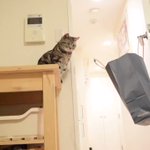 そうなると思ったわｗ袋に飛び込んだ猫がどうなるかがわかるのが面白いｗ