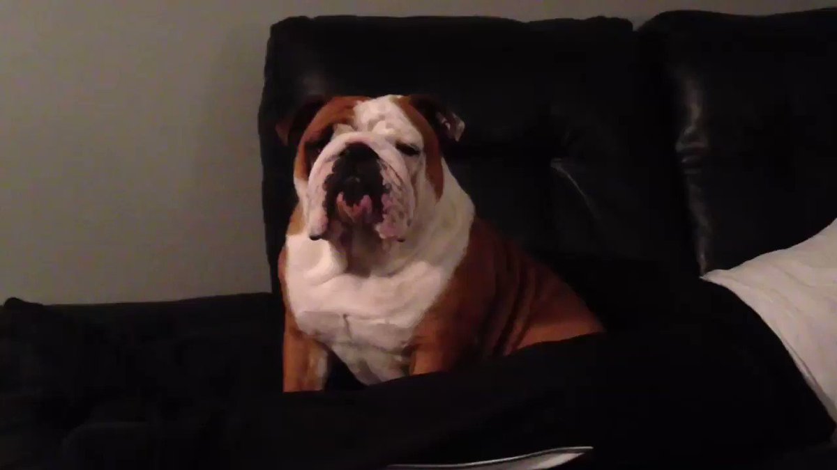 Chunk The Bulldog Chunk Bulldog92 Twitter Chunk The Bulldog Chunk Bulldog92 Twitter