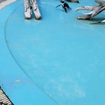 可愛すぎだろｗ蝶々を追いかけるペンギンが可愛すぎて胸キュンwｗ