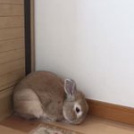 何してんのかと思ったらｗ入眠の早さが異常すぎるウサギが可愛いｗ