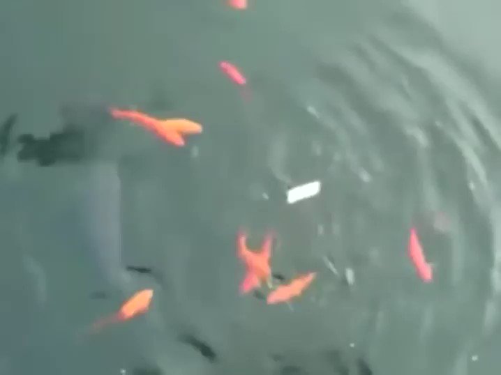 いやいや、あんたじゃないよw予想外なのに餌を持っていかれた生き物たちwww