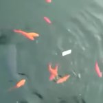 いやいや、あんたじゃないよw予想外なのに餌を持っていかれた生き物たち!