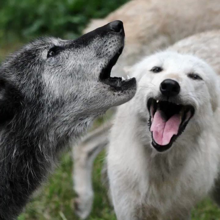 Senses of asian wolves