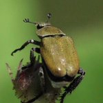 飛びたいのに飛べないｗアシナガコガネの飛び立つ瞬間のスロー動画が笑えるｗ
