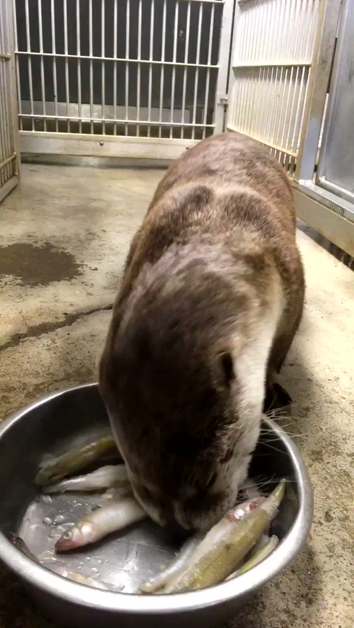 Zoo Booth (kiwanissnackbar) / Twitter