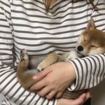 もしかして人間だと思ってる？!ｗ腕の中で気持ちよさそうに眠る柴犬がぐうかわｗ