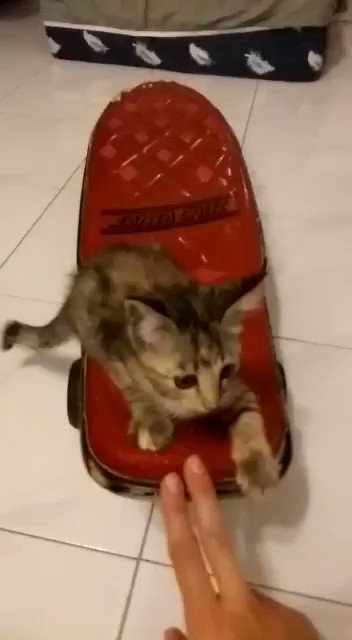 Aj Pyro On Twitter Xena Loves Skateboarding Kitten