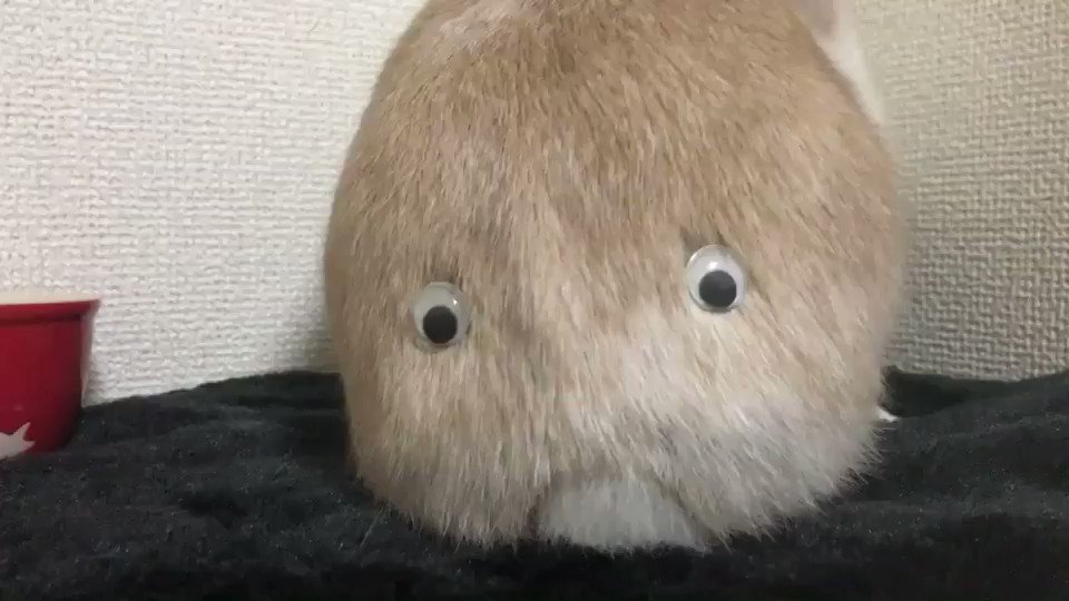 スーモは実在した！？うさぎのお尻に目玉を付けると完全に別の生物になるｗｗｗ