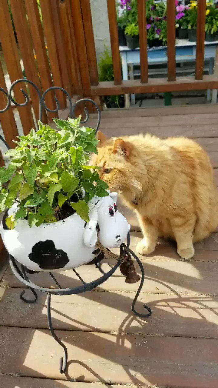 猫たちが吸い寄せられる キャットニップ の庭 Twitter