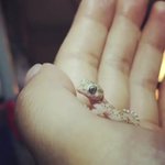 可愛すぎでしょwヤモリの赤ちゃんが可愛すぎて辛いw