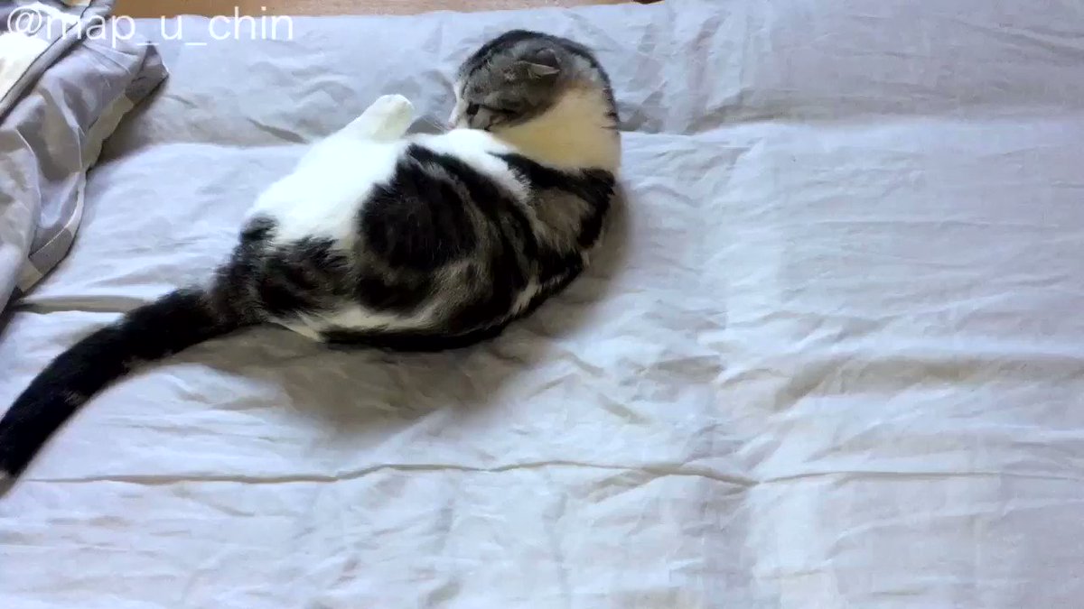 実は洗い立てなんだけどな～！来客用の布団の上で楽しそうに遊ぶ猫ｗ