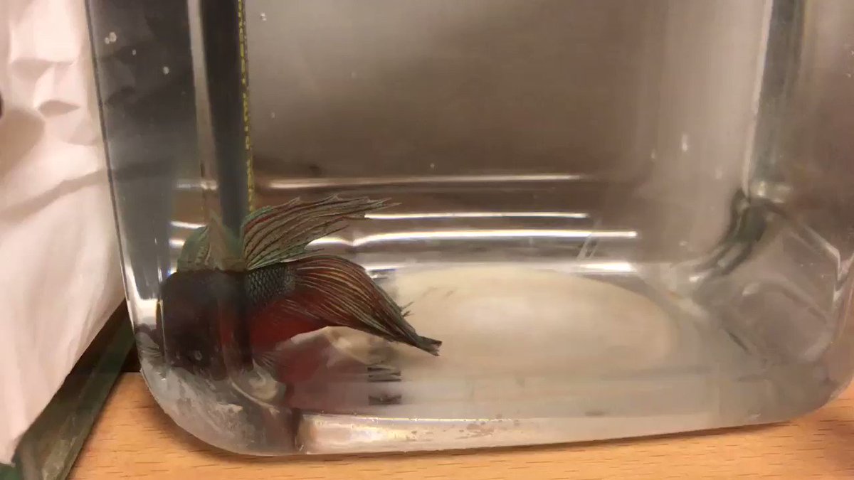 ホームセンターからお迎えした元気なベタの飼育レポート 18 Togetter ホームセンターからお迎えした元気なベタの飼育レポート 18 Togetter