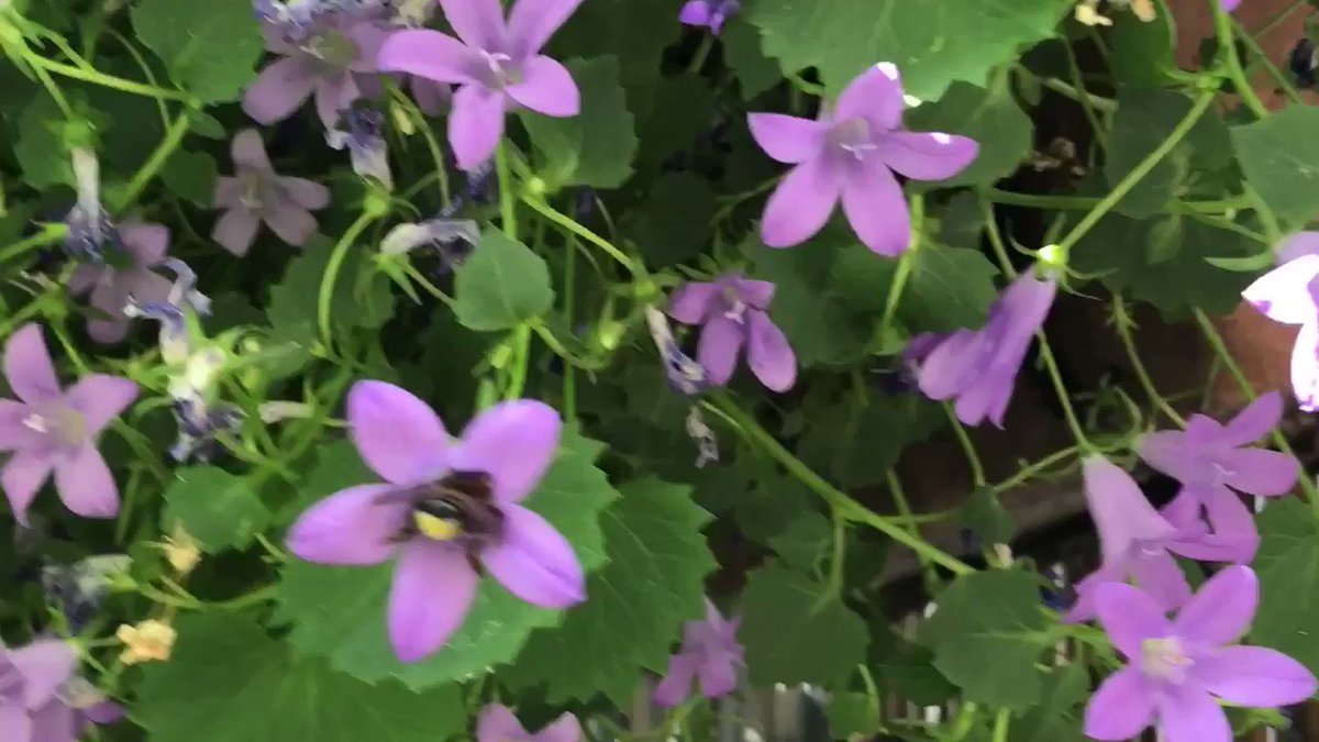 Tolles #Pfingstwetter in #Duisburg,☀️und der fleißigen kleinen #Biene schmeckt es anscheinend richtig gut🐝🌸. Genießt das herrliche Wetter und habt schöne #Pfingsten!