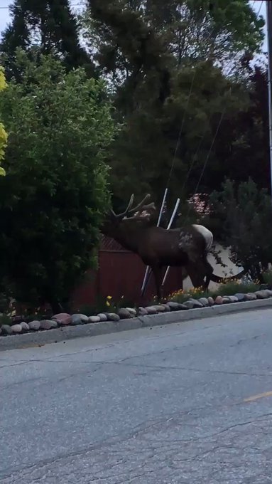 Elk crossing in front of my house today...Such beautiful creatures 🙌🦌 https://t.co/MencGQvCZj<a href="/tag/kisses"class="tags"><span>#kisses</span></a><a href="/tag/boobs"class="tags"><span>#boobs</span></a><a href="/tag/happyholidays"class="tags"><span>#happyholidays</span></a><a href="/tag/merryxmas"class="tags"><span>#merryxmas</span></a>