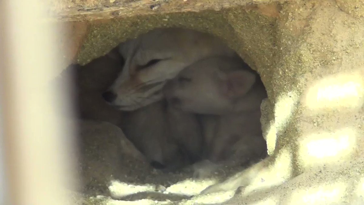 アクアマリンふくしま (@aquamarinestaff) on Twitter photo 2018-05-22 10:43:43 フェネックの赤ちゃん、ついに目が開きました!
#アクアマリンふくしま
#フェネック フェネックの赤ちゃん、ついに目が開きました!
#アクアマリンふくしま
#フェネック