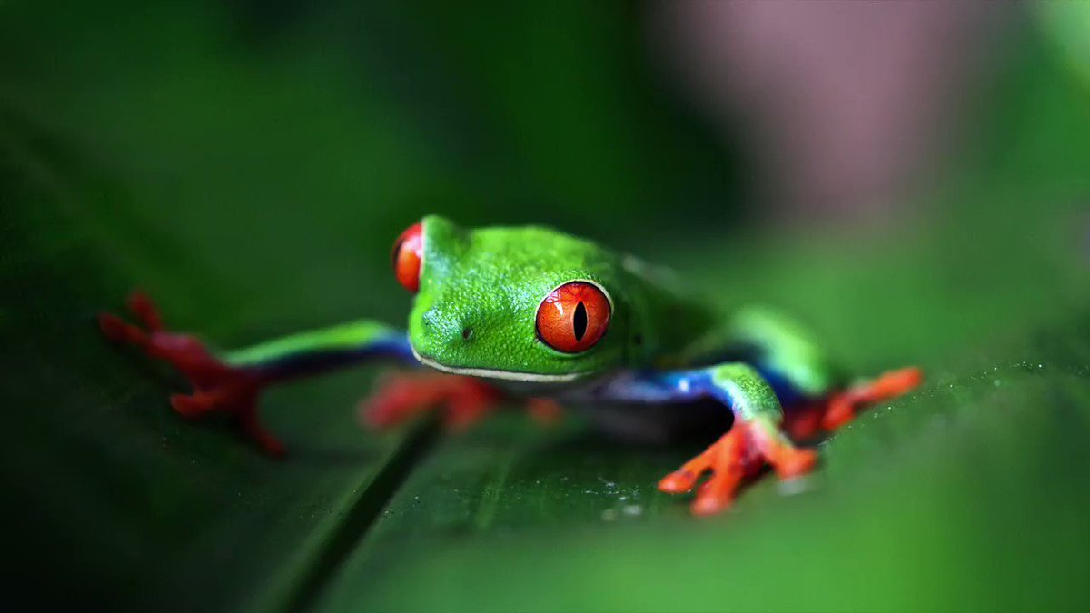 Humans have destroyed half of the world’s tropical forests & degraded 40% of all land in +50 yrs. Today, over a million species are threatened w/ extinction. Without nature, there is no life: http://expi.co/01nJ1V #ClimateAction #BiodiversityDay #NewDealForNature