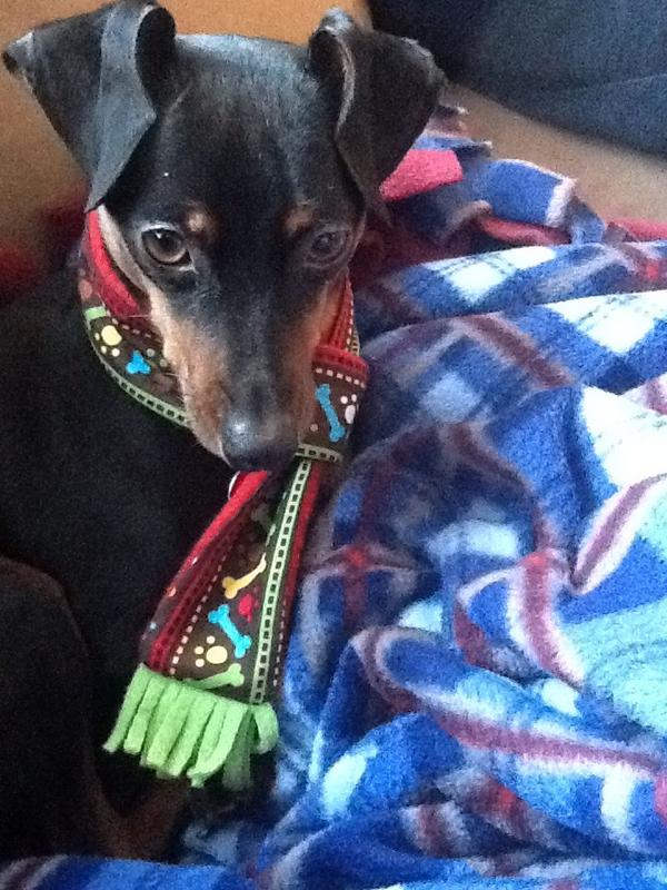 SullyTheMinPin's tweet photo. Merry Christmas Everyone! I gots a new scarf! http://t.co/2ATh5paV