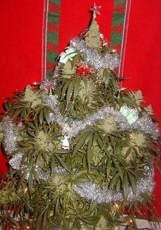 GrassGoodiescom's tweet photo. MERRY CHRISTMAS &amp;  HAPPY HOLIDAYS! Hope your enjoying your Tree's! ;) http://t.co/ej6vhdjd