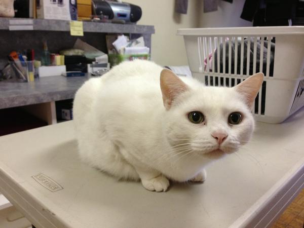 BrianKotaro's tweet photo. Maro!! The good cat ^_^ #FavKitty #PetFavouritism =pp http://t.co/7mdQAE3w