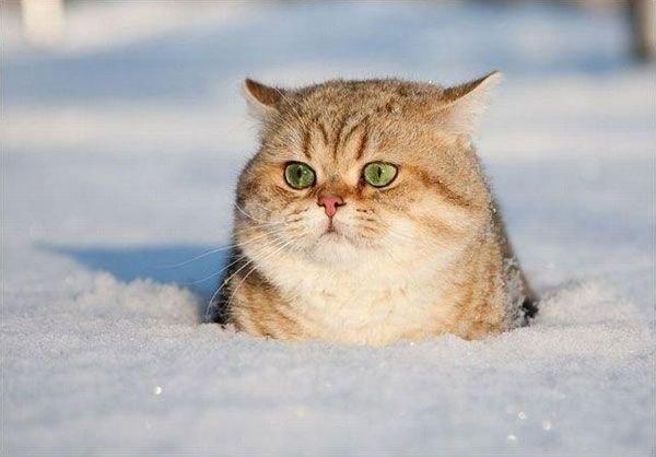 seksintim.com/photos/photo42… Снегокот.