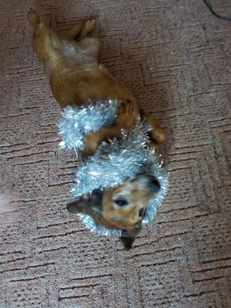 Christmas dog!