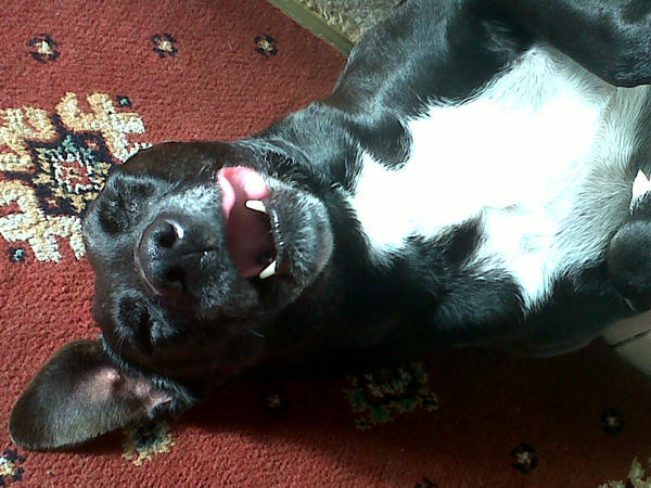RubblePoppy tweet picture