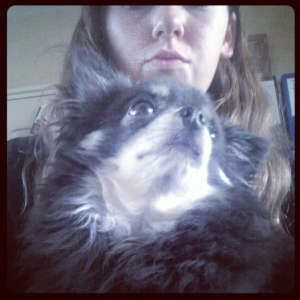 lisannehartjj_'s tweet image. #en #lieve #chicoo #chihuahua