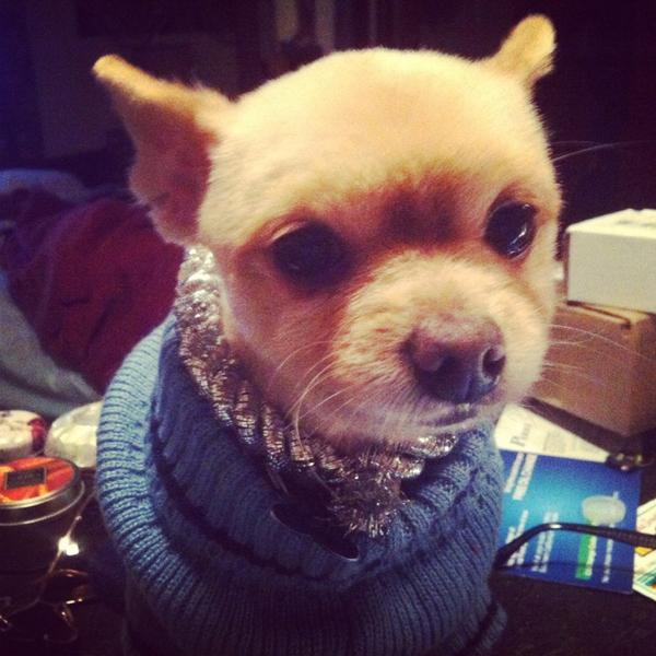 JonnyCK13's tweet image. @Lillyyvo @mlgqueen I wish my dog was still fluffy T_T #pomproblems