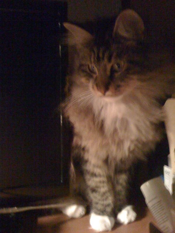 jewelemoon's tweet photo. Baby Umi is not such a baby anymore! http://t.co/Bg6uVQBk
