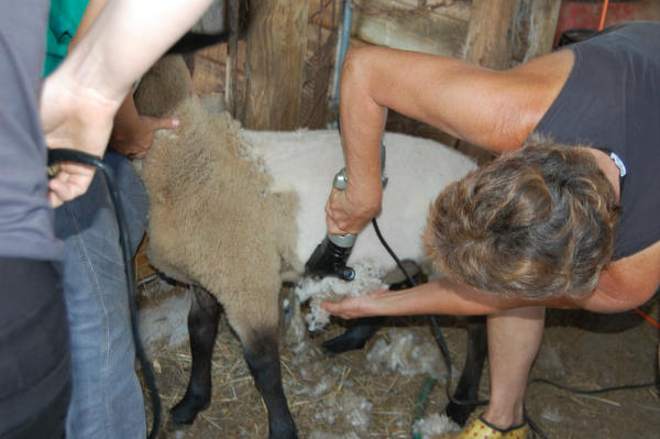 LisaRamHam's tweet photo. Last shearing season in 2012. http://t.co/FSUD5hIi