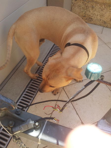 JJunit82's tweet photo. even the dog wanted to give me a Christmas present. thanks dog! #can'twin http://t.co/3Me9KOSv