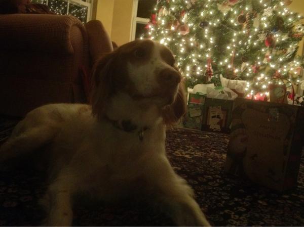 ClarkStudioDog's tweet image. @ClarkStudioDog: Just chilling by the tree. Merry Christmas everybody! #WOOF #santacomestonight
