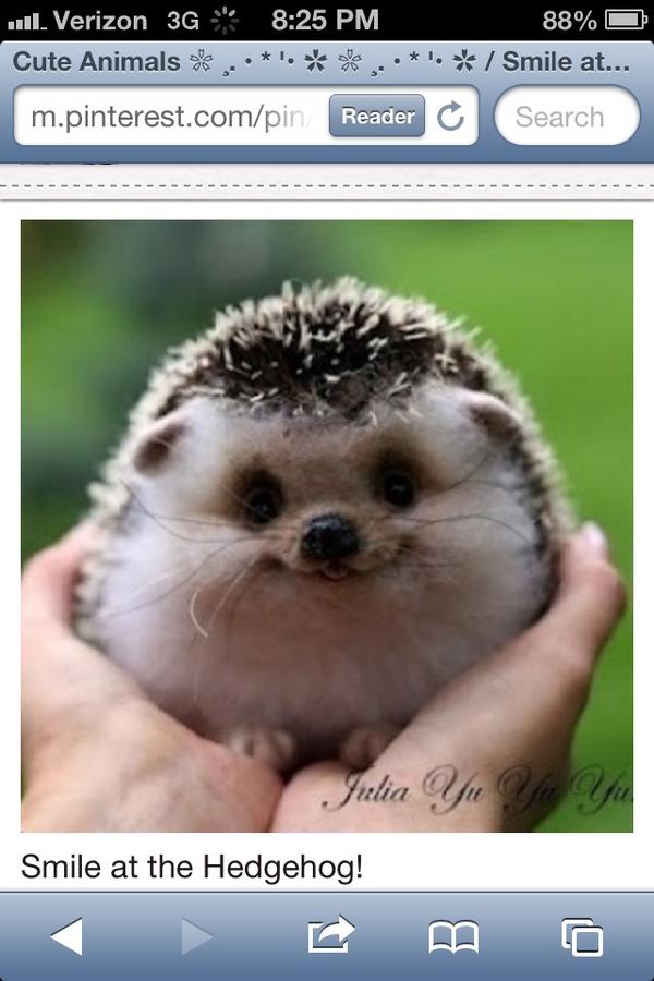 MichaelAmbrogi6's tweet photo. I want a pet hedgehog http://t.co/zzcKS0SY