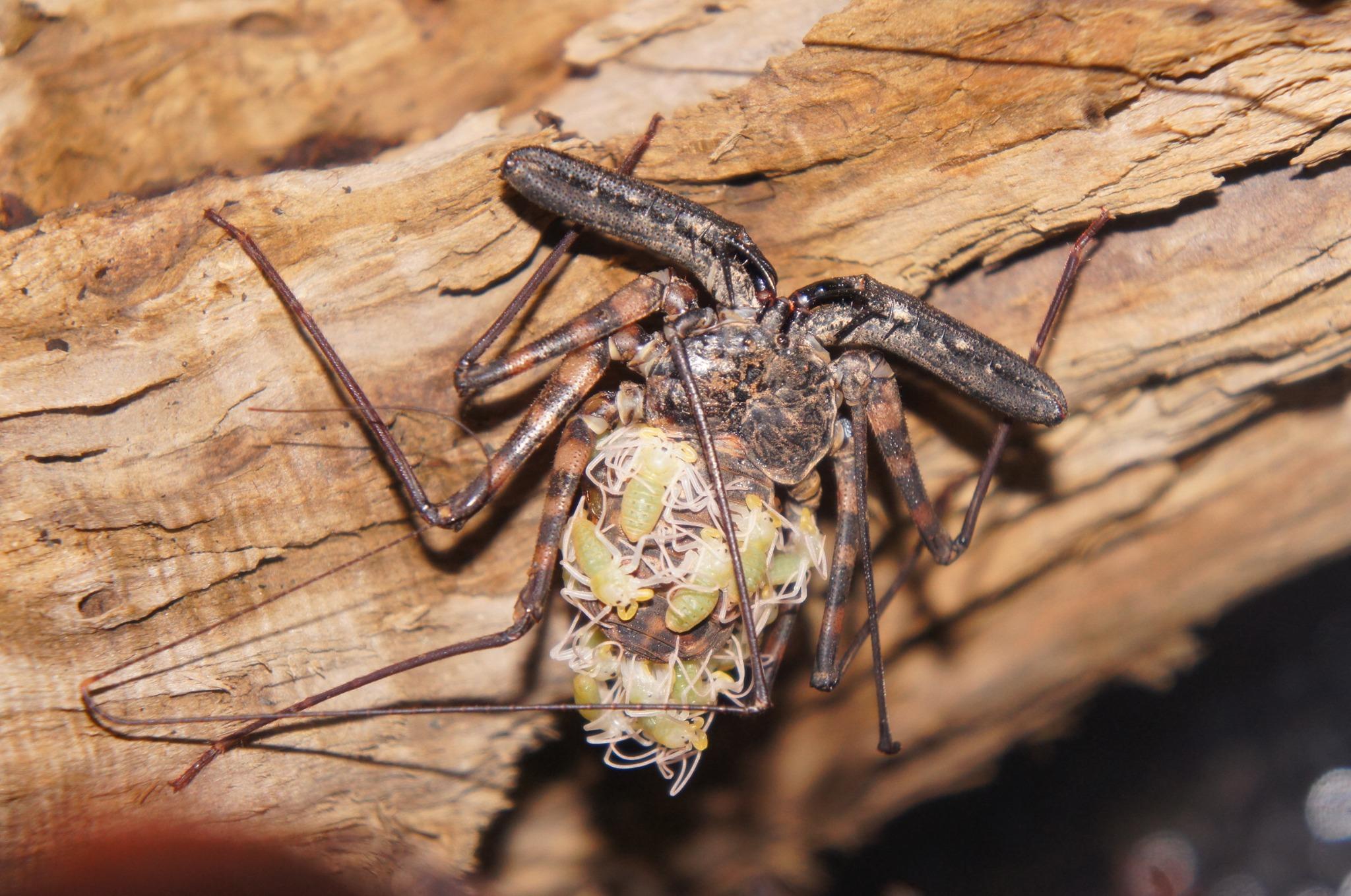 Izoo 体感型動物園イズー Izooではアフリカのタンザニア産の奇虫 オオウデムシ Damon Variegata が繁殖しました お母さんの背中に赤ちゃんが乗っており かわいい姿を見ていると 気持ち悪さも和らぎます Http T Co Kfq1wnst Twitter Izoo 体感型動物園イズー Izooではアフリカのタンザニア産の奇虫 オオウデムシ Damon Variegata が繁殖しました お母さんの背中に赤ちゃんが乗っており かわいい姿を見ていると 気持ち悪さも和らぎます Http T Co Kfq1wnst Twitter