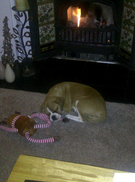 RJTaylz's tweet image. #puggled