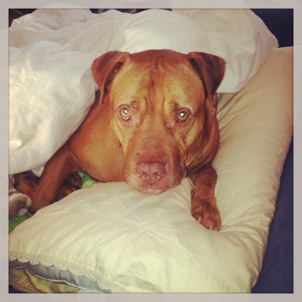 Last Christmas I was on the cold floor of a lonely shelter.This Christmas..I found a home 😄 This is our Blaze from WHS