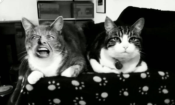 MetalHammer's tweet photo. Art Editor @James_Isaacs was inspired by your tweets. It brings us great pleasure to present to you: CAT LARS #larsface http://t.co/mfQf1WHb