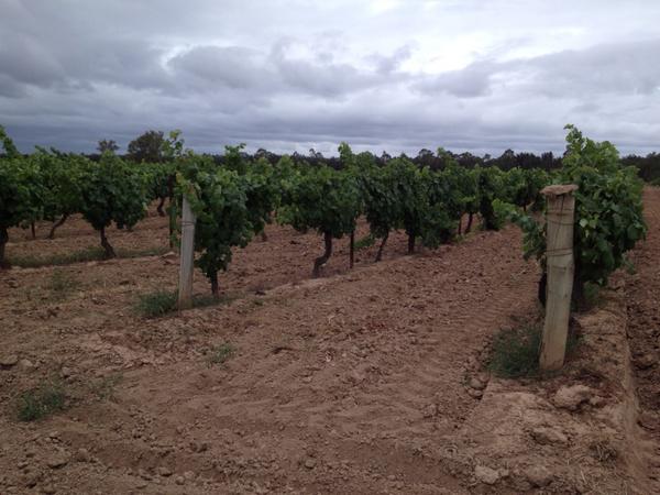 DanielBinet's tweet image. The Semillon Vineyard looking great for 2013, soil is looking talcy can't wait to see it when I get back from Chablis