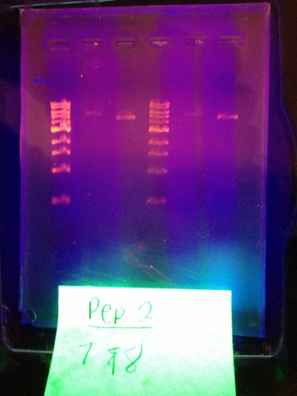 stephanienevyy's tweet image. #datbio